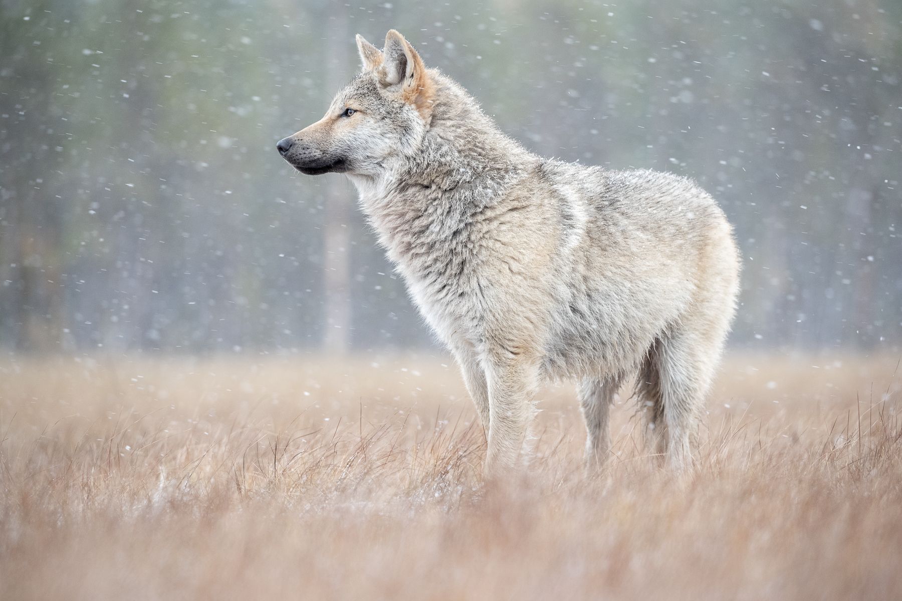 Wolf on the Finland border with Russia by Joshua Holko Wolf on the Finland border with Russia