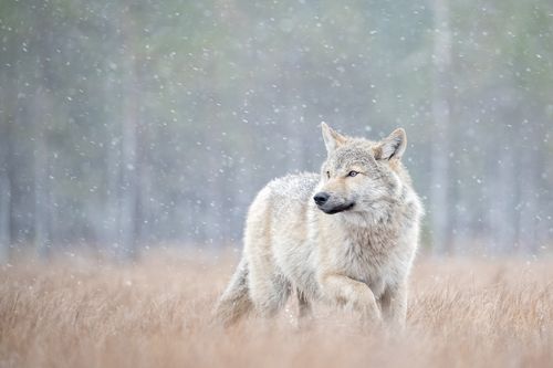 Wolf on the Finland border with Russia by Joshua Holko Wolf on the Finland border with Russia