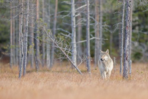 Wolf on the Finland border with Russia by Joshua Holko Wolf on the Finland border with Russia