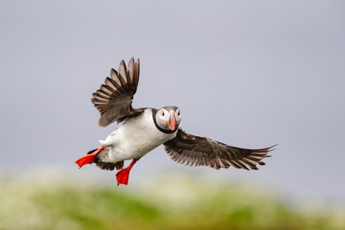 Atlantic Puffin by Joshua Holko Atlantic Puffin