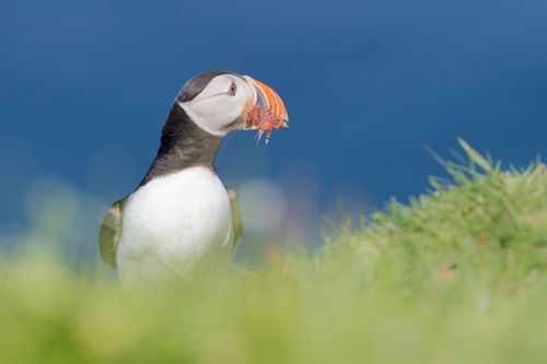 Atlantic Puffin by Joshua Holko Atlantic Puffin