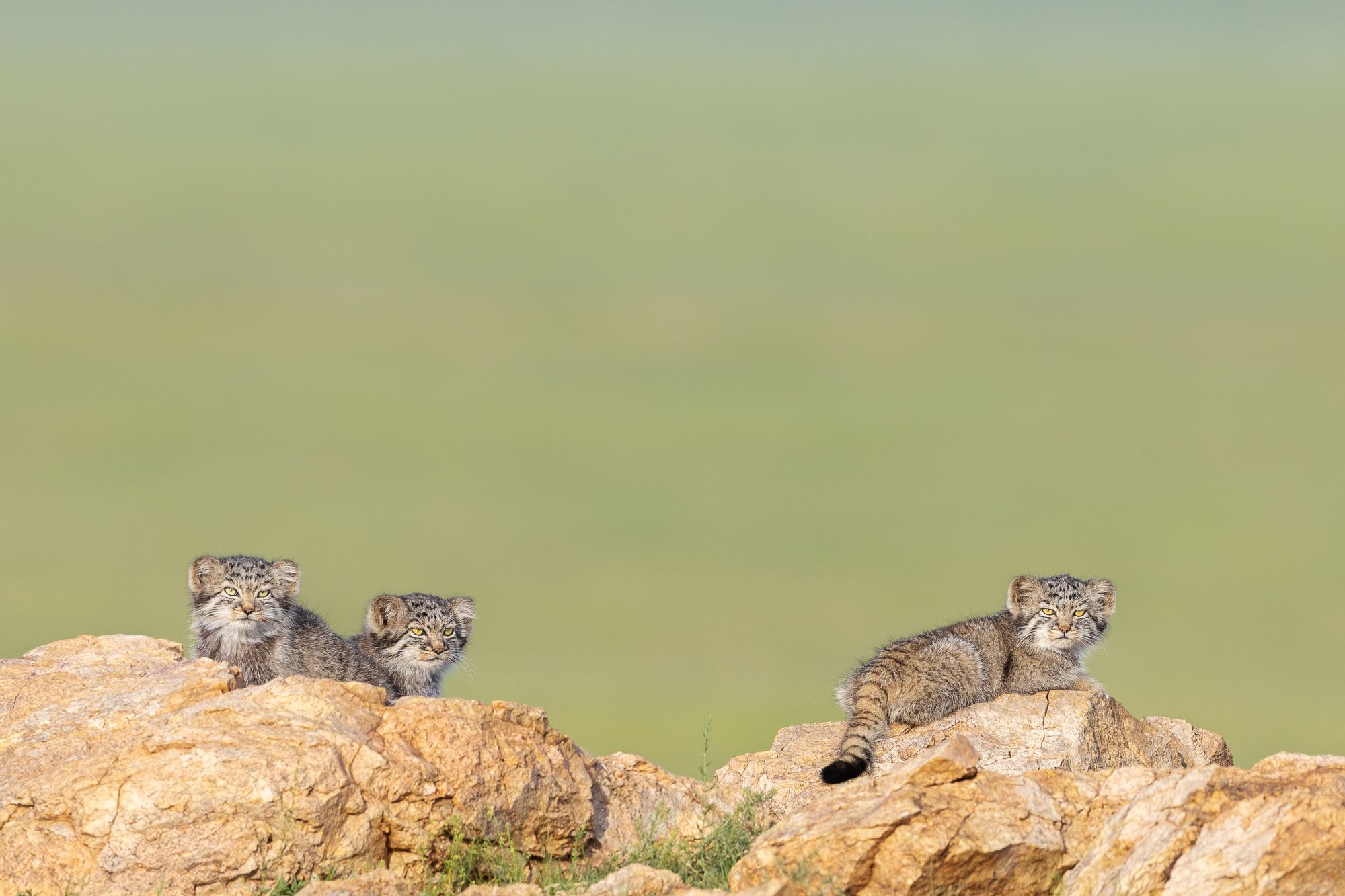Pallas Cat Kittens in Mongolia Pallas Cat Kittens
