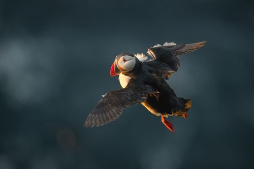 Atlantic Puffin by Joshua Holko Atlantic Puffin