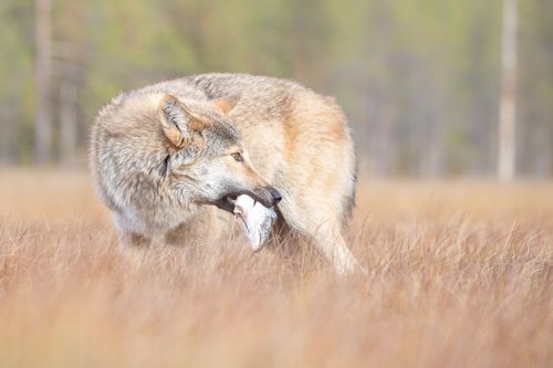 Wolf on the Finland border with Russia by Joshua Holko Wolf on the Finland border with Russia